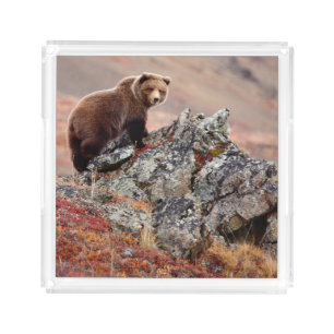 Denali Brown Bear Acrylic Tray