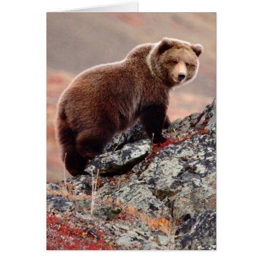 Denali Brown Bear Cards (Front)