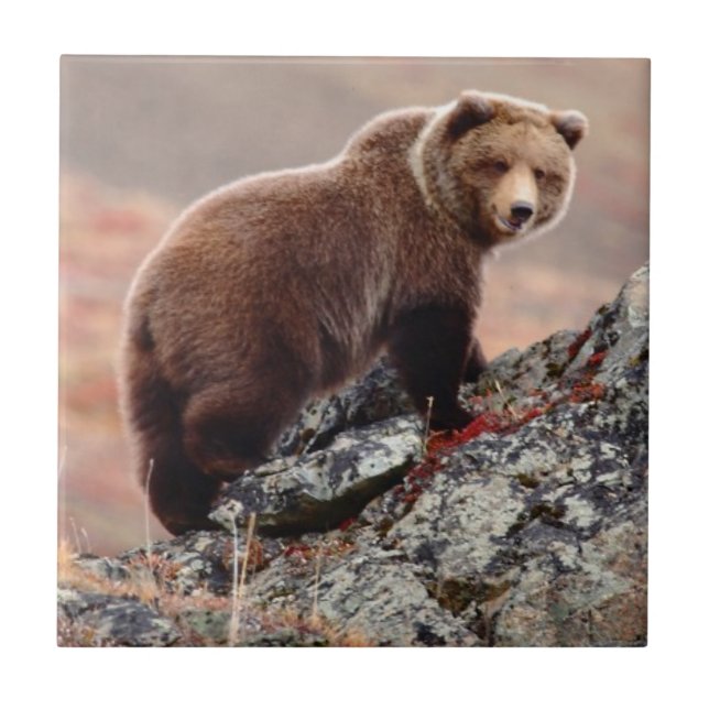 Denali Brown Bear Ceramic Tile (Front)