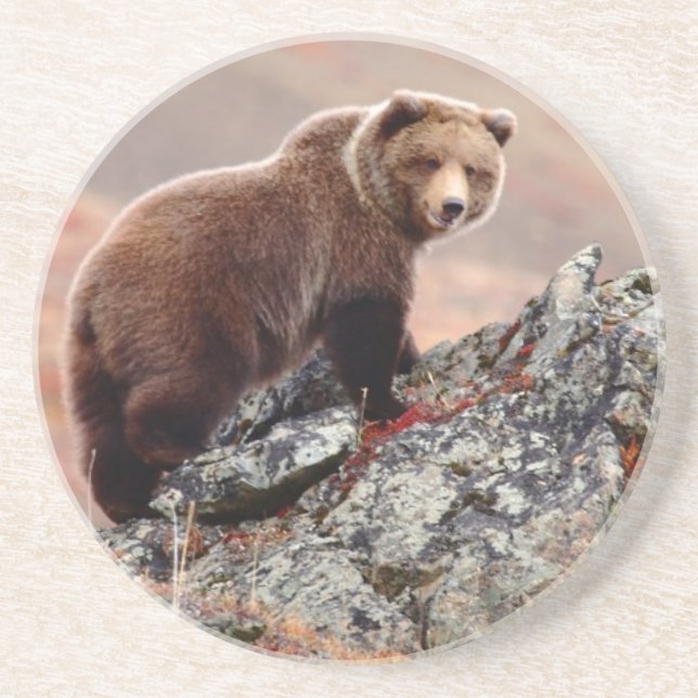 Denali Brown Bear Drink Coaster (Front)