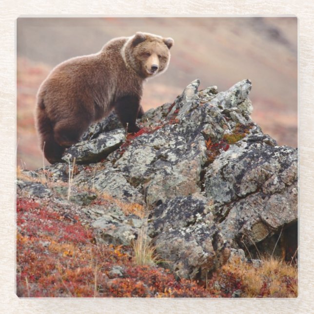 Denali Brown Bear Glass Coaster (Front)