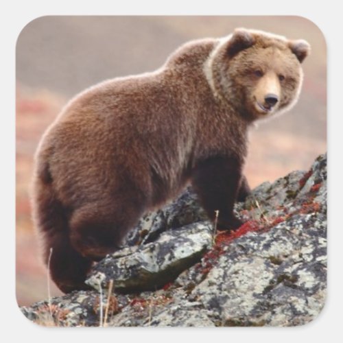 Denali Brown Bear Square Sticker