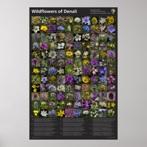Denali Wildflower Poster