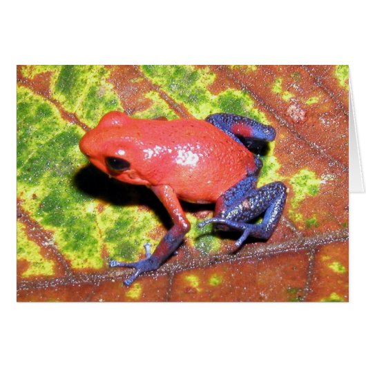 Dendrobates pumilio - Strawberry Poison Dart Frog Cards (Front Horizontal)