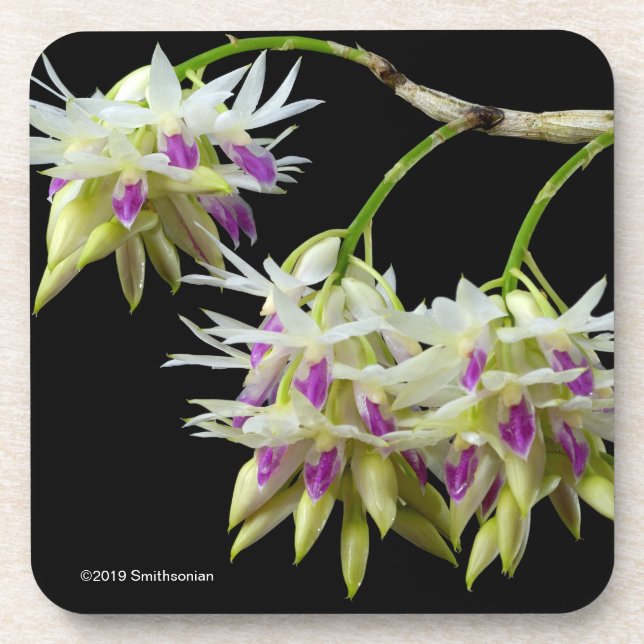 Dendrobium Amethystoglossum Beverage Coaster (Front)