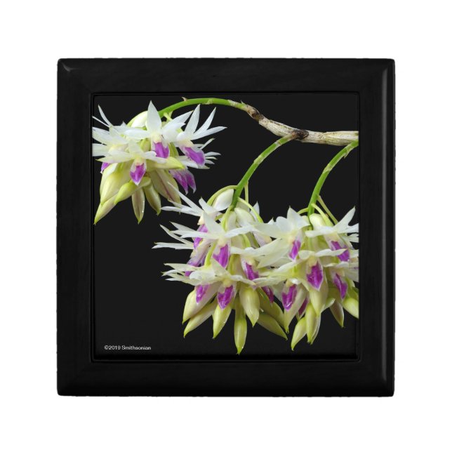 Dendrobium Amethystoglossum Gift Box (Front)