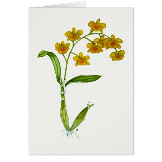 Dendrobium chrysotoxum cards (Front)