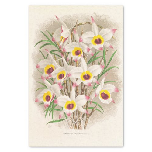 Dendrobium Falconeri Orchid by Jean Jules Linden Tissue Paper