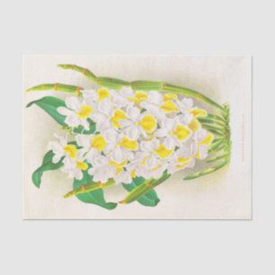 Dendrobium Galliceanum (Orchid) by Jean Linden Tissue Paper