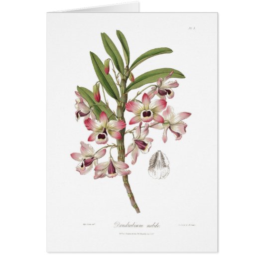 Dendrobium nobile cards (Front)