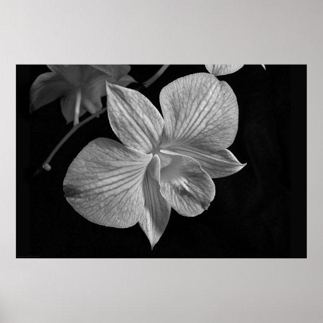 Dendrobium Orchid 2 Poster Print (Front)