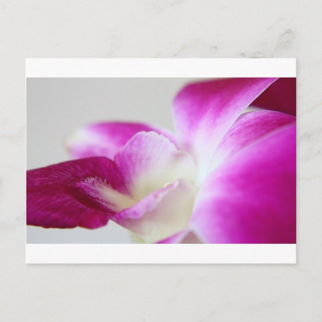 Dendrobium Orchid Postcard (Front)