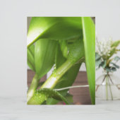 Dendrobium Orchid stems closeup (Standing Front)