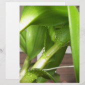 Dendrobium Orchid stems closeup (Front/Back)