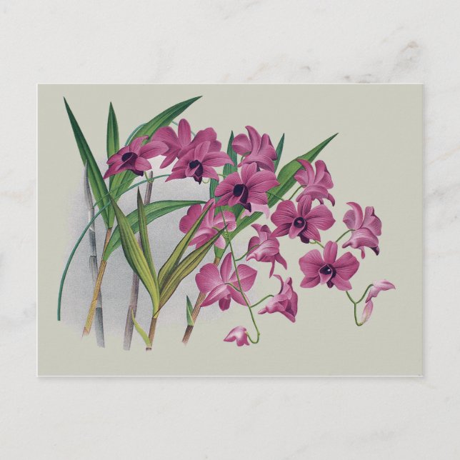 Dendrobium Orchids Floral Postcard (Front)