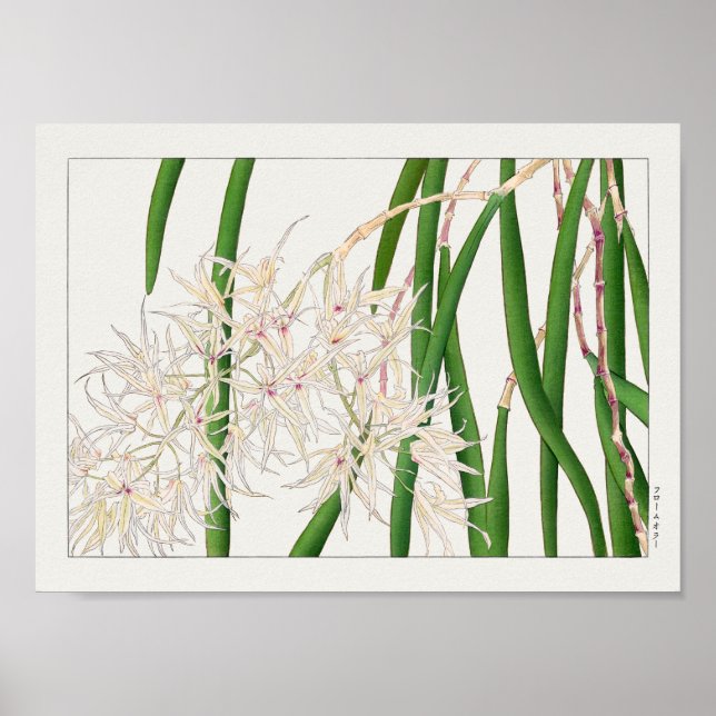 Dendrobium teretifolium by Tanigami Konan Poster (Front)