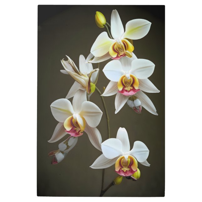 Dendroium Orchids Metal Print (Front)