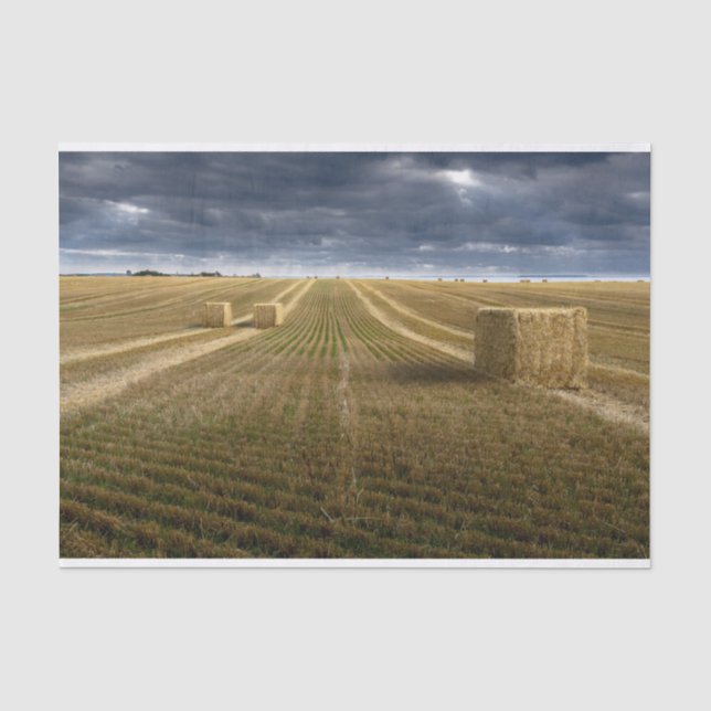 Denmark Wheat Field Tissue Paper (Front)