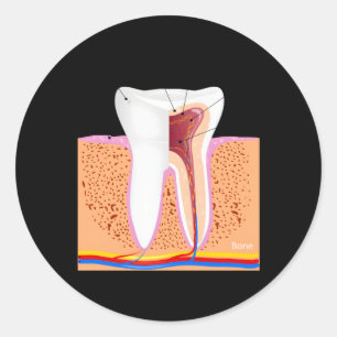 Dental Anatomy For Normal Tooth Dentin Enamel Ging Classic Round Sticker