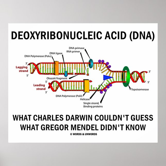 Deoxyribonucleic Acid (DNA) Darwin Mendel Saying Poster (Front)
