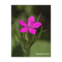 Deptford Pink Wildflower Name Floral Postcard