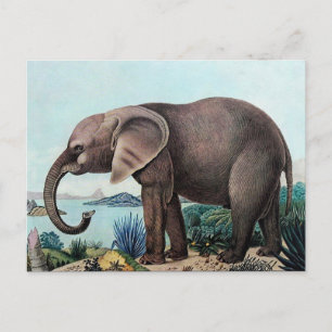 Der Afrikanische Elefant or The African Elephant Postcard