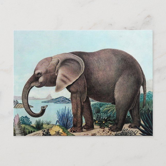 Der Afrikanische Elefant or The African Elephant Postcard (Front)