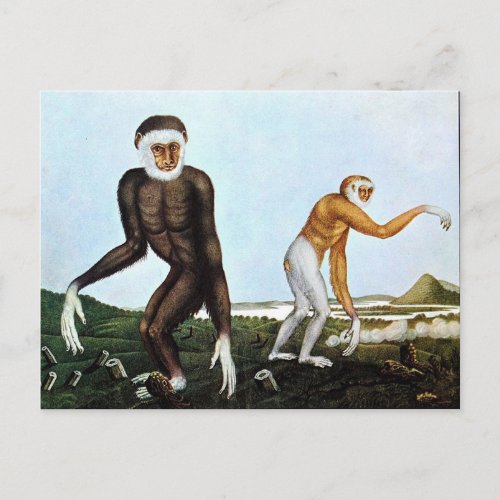 Der Gibbon or The Gibbon 1833 Postcard