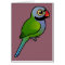 Derbyan Parakeet