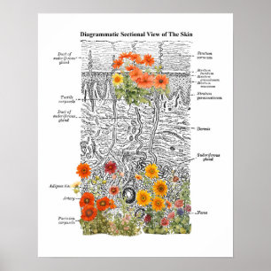 Dermatology Skin Anatomy Art with Floral Details Poster