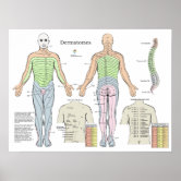 Dermatomes Myotomes and DTR Poster Chiropractic
