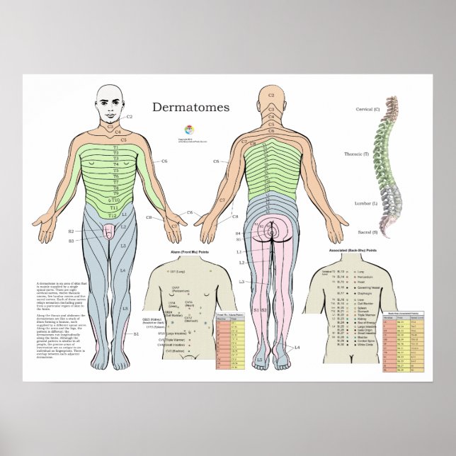 Dermatome Alarm Back Shu Acupuncture Points Chart (Front)