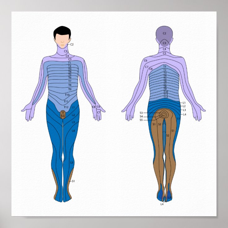 Dermatome diagram Poster Zazzle