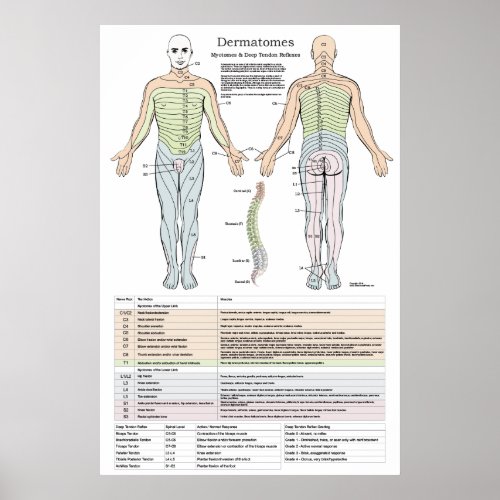 Dermatomes Myotomes and DTR Poster