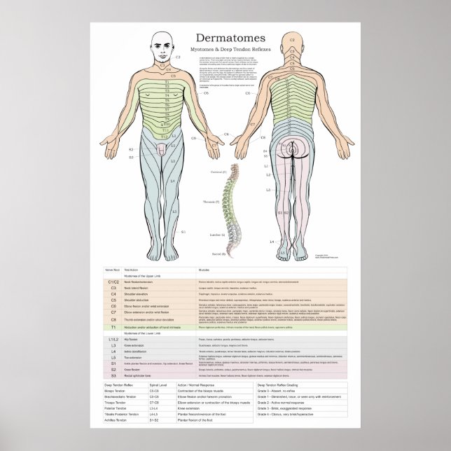 Dermatomes, Myotomes and DTR Poster (Front)