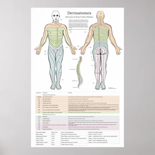 Dermatomes, Myotomes and DTR Poster | Zazzle