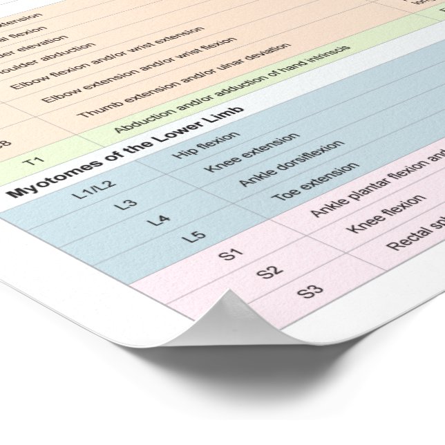 Dermatomes Myotomes and DTR Poster Chiropractic