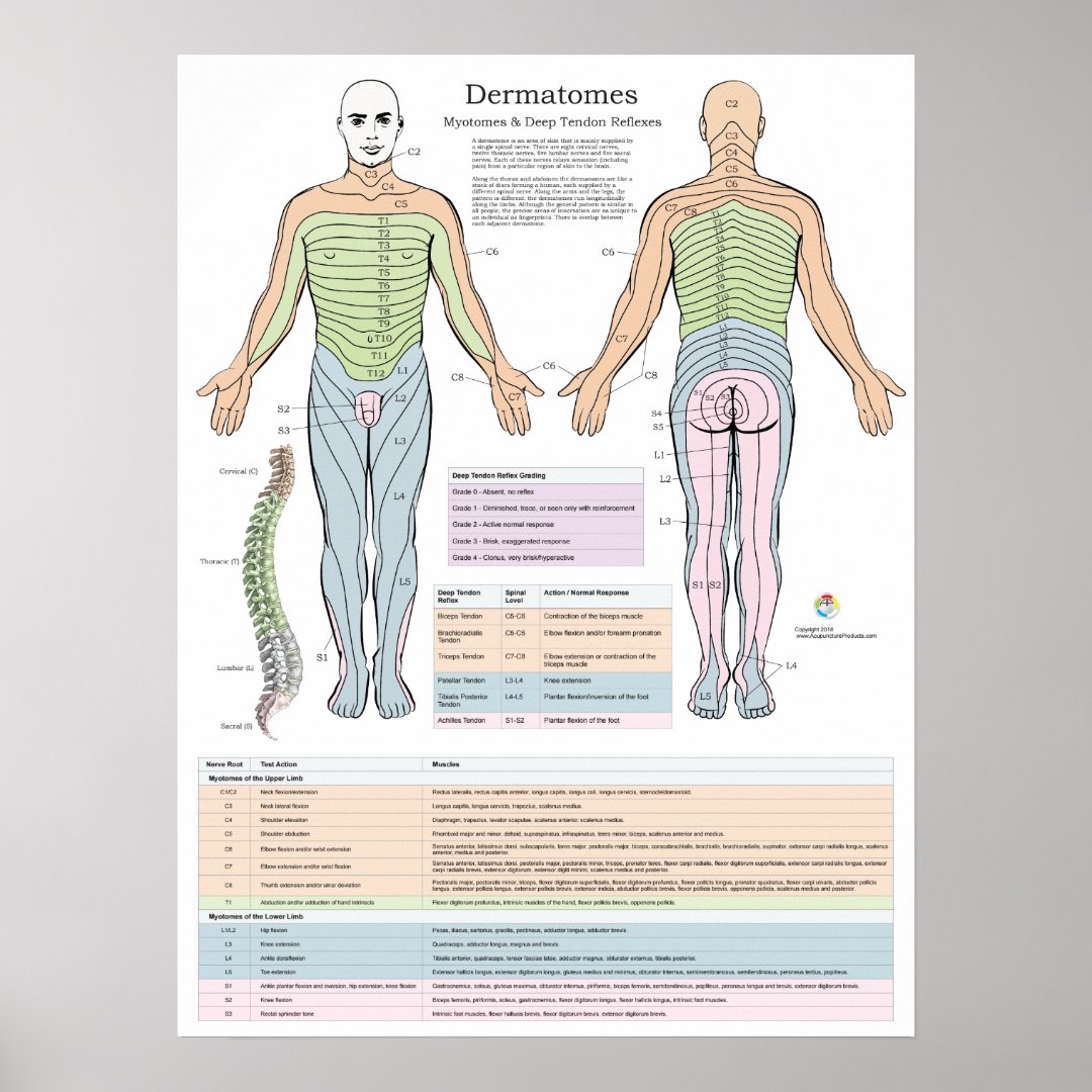 Dermatomes Myotomes and DTR Poster Chiropractic | Zazzle