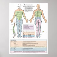 Dermatomes Myotomes and DTR Poster Chiropractic