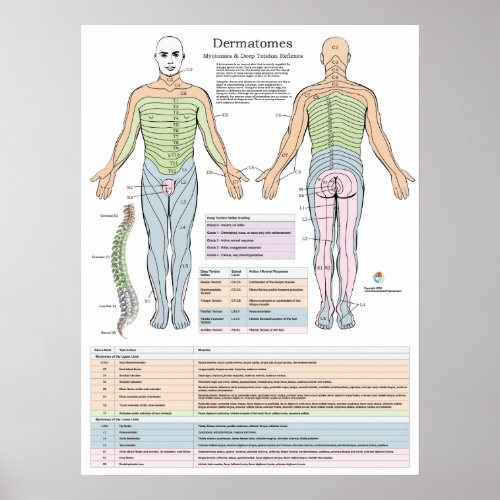 Dermatomes Myotomes and DTR Poster Chiropractic