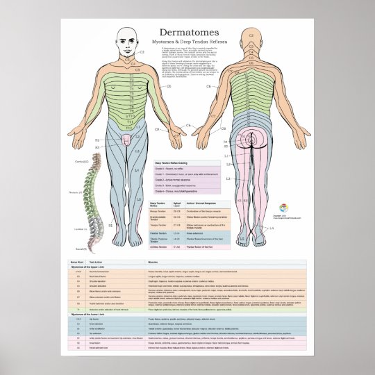 Dermatomes Myotomes and DTR Poster Chiropractic | Zazzle.com