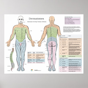 Dermatomes Myotomes Deep tendon Reflexes Poster