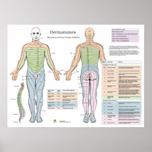 Dermatomes Myotomes Reflexes Chart