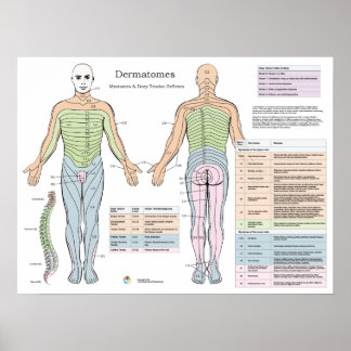 Dermatomes Myotomes Deep tendon Reflexes Poster
