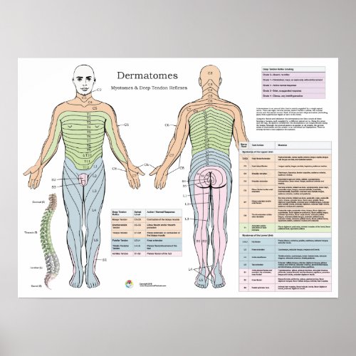 Dermatomes Myotomes Deep tendon Reflexes Poster