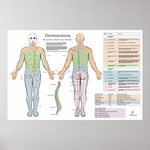Dermatomes Myotomes Reflexes Poster Chiropractic