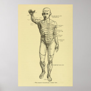 Dermatomes Nervous System Chart Chiropractic