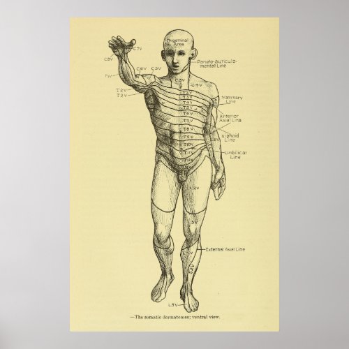 Dermatomes Nervous System Chart Chiropractic