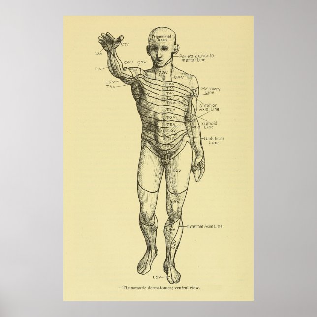 Dermatomes Nervous System Chart Chiropractic (Front)