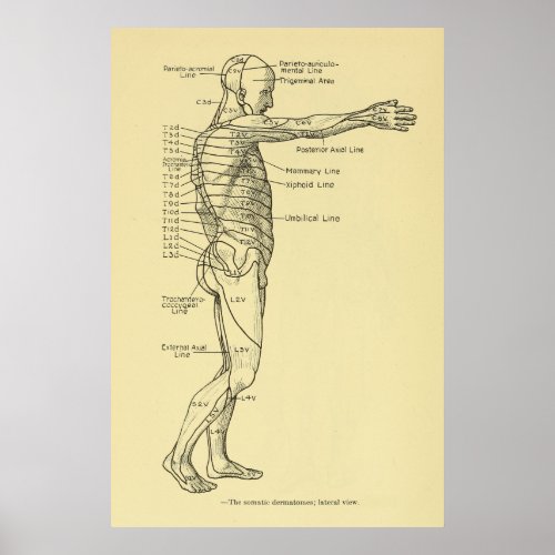 Dermatomes Nervous System Chart Chiropractic